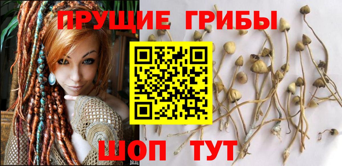 Псилоцибиновые грибы Psilocybe Гусь-Хрустальный